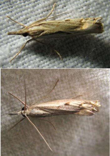 Agriphila geniculea